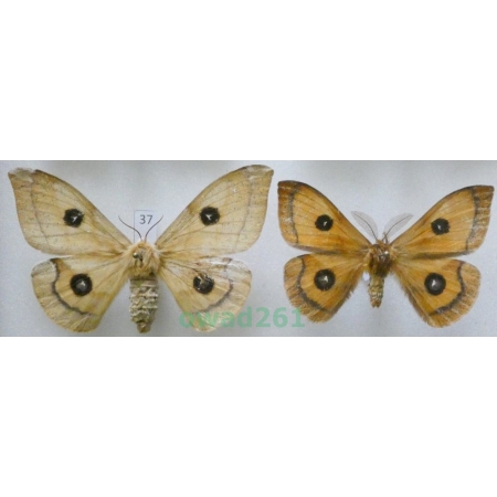 Aglia tau (Linnaeus, 1758) pair Czech37